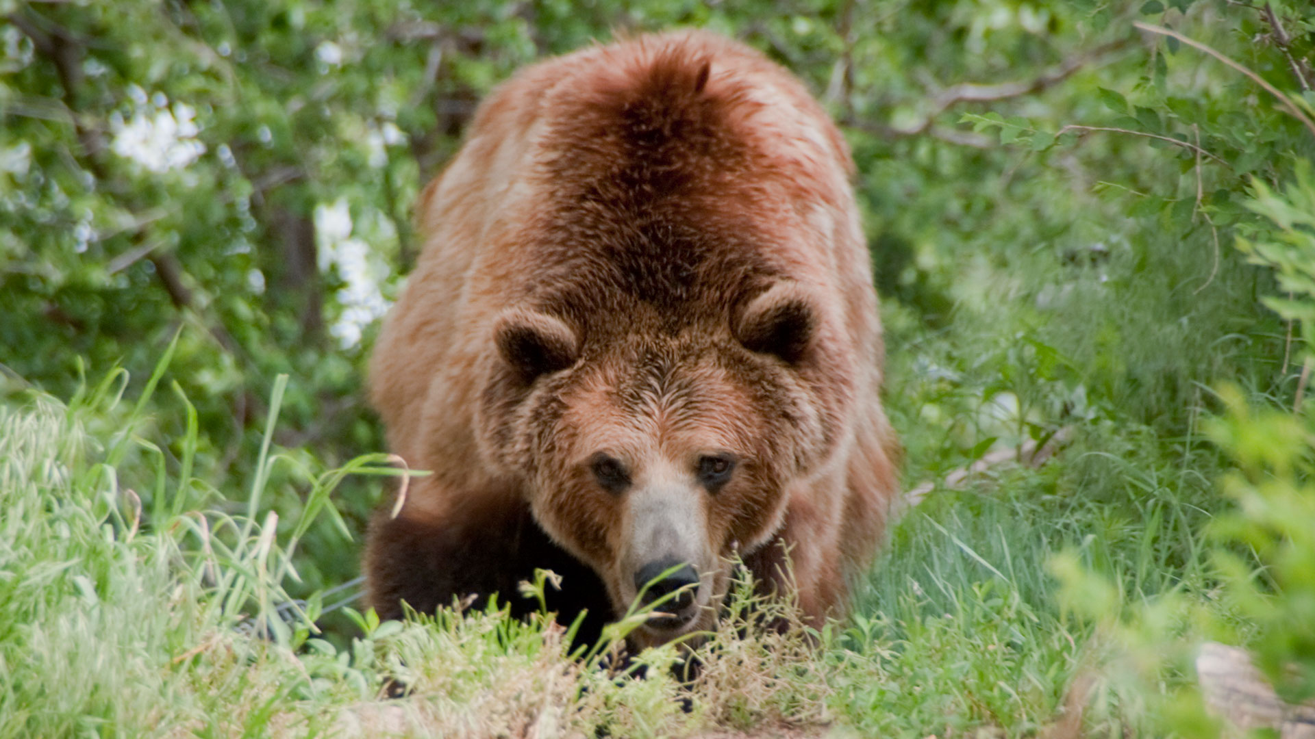 Bear